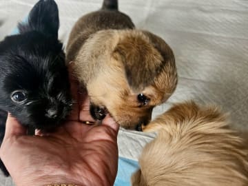 Pomchi/Bichon frisé/Yorkshire terrier · Borås · Sofie L.