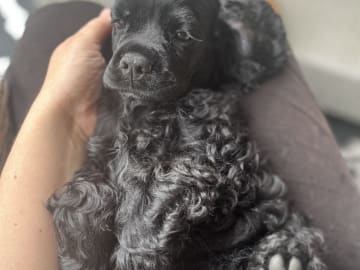 Amerikansk cocker spaniel · Järfälla · LillaFröken