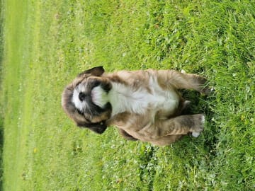 Tibetan Terrier · Halden · Lena Mari Fjeld