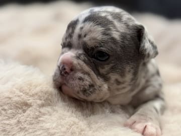 French Bulldog · Hörby · Chubby cheeks