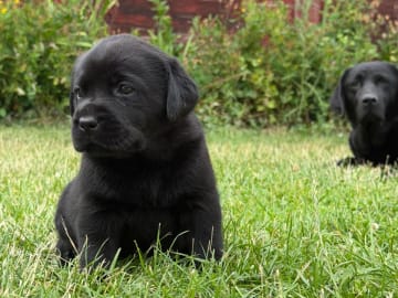 Labrador retriever · Vagnhärad · Unbridled Unicorn