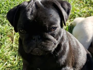Mops · Bodafors · Skymberg's