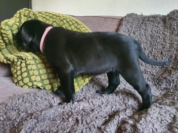 Labrador retriever · Kågeröd · Johan F.