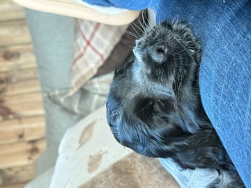 Cocker spaniel · Røyse · Kennel Fosliskrenten
