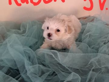 Malteser · Alingsås · Ginny Angel