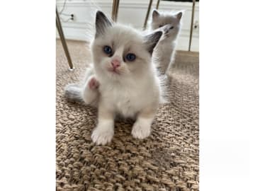 Ragdoll · Bollnäs · Marie Samuelsson
