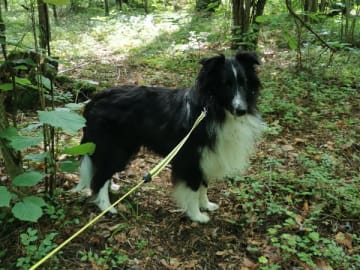 Shetland Sheepdog · Köpingsvik · Stars Of Moon