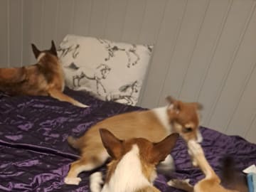 Norsk lundehund · Sørskogbygda · Furukollens