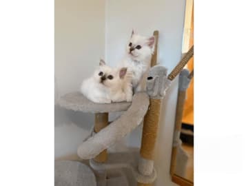 Hellig birma · Eslöv · SE*DiddlyPawsFarm