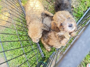 Shih-poo · Holstebro · Linette N.
