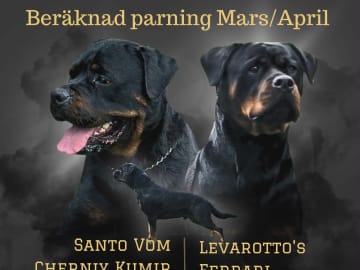 Rottweiler · Olofstorp · Levarotto's kennel