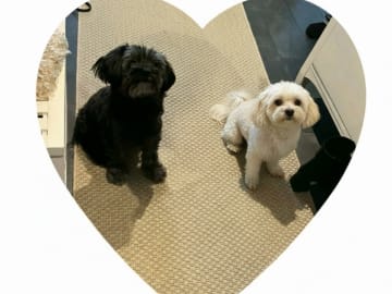 Snöflingans maltipoo