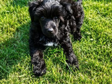 Chinese crested dog · Nordborg · Jette Hellerup Nielsen