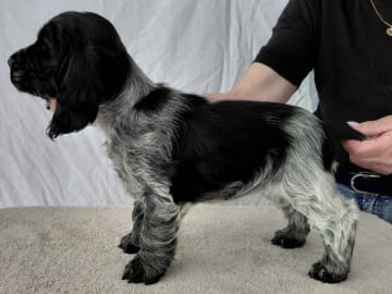 Cocker spaniel · Vittsjö · Cockerpojkarnas