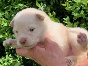 Finsk lapphund · Veberöd · Lejoncrona