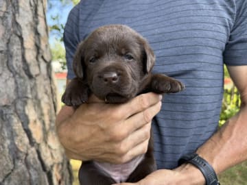 Labrador retriever · Huddinge · Apitas Hundar