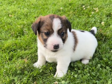 Jack russell terrier · Lidköping · Andreas Friberg