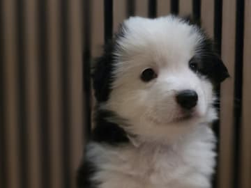 Miniature american shepherd · Hyllinge · Lina Bäckström