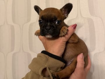 French Bulldog · Skutskär · Tuula E.