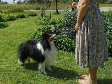 Shetland sheepdog · Köpingsvik · Stars Of Moon