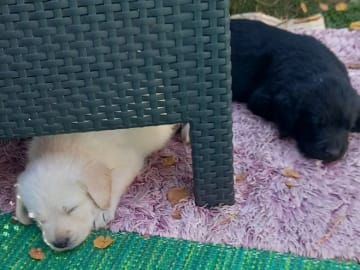 Labrador & Golden doodle · Munkfors · Joakim S.