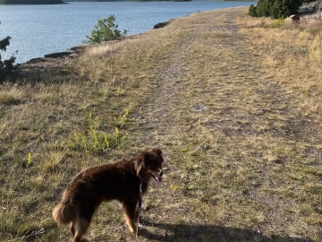 Miniature American Shepherd · Hägersten · Gabriel L.
