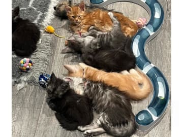 Maine Coon · Timmersdala · SE*Catillacs