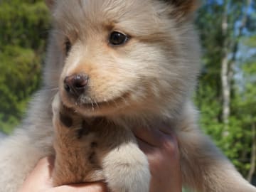 Finsk lapphund · Pauliström · Vita Nattens