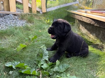 Labrador retriever · Huddinge · Apitas Hundar