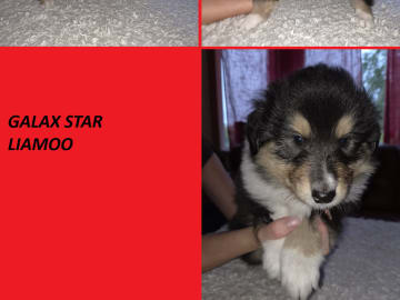 Collie · Blomstermåla · Galax Star