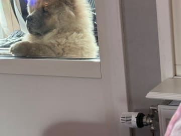 Chow chow · Luleå · Mihjongs