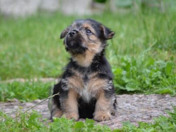 Norwichterrier · Lit · Cobby's