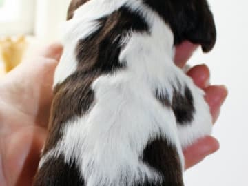 Engelsk springer spaniel · Uppsala · Quality Design