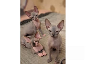 Sphynx · Stockholm · SE*LilyAnna