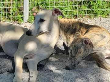 Whippet · Stånga · Undimoon