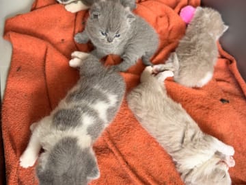 British Shorthair · Katrineholm · Crazy catlady