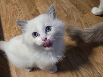 Ragdoll · Norrköping · Benjamin I.