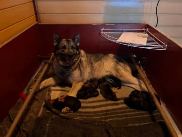Norsk älghund - Gråhund · Sandtorg · Eirik J Rubach