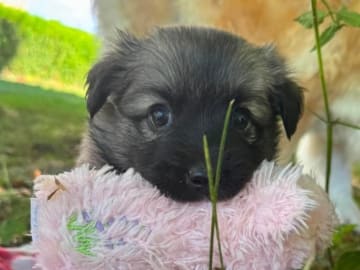 Icelandic Sheepdog · Skælskør · Night-Bird's