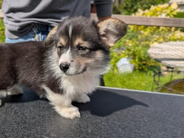 Welsh Corgi Pembroke · Braskereidfoss · Striolin