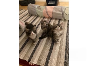 SE*Danzarin Cats