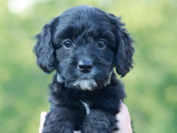 Bernedoodle · Spekeröd · Hagendalens