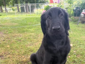Flat coated retriever · Rånäs · Itans Ljuva