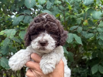 Lagotto romagnolo · Rånäs · Lord Nelson’s kennel
