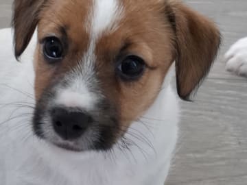 Jack russell terrier · Bjarkøy · Marita M.