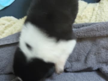 Border collie og shettland sheepdog miks · Midsund · Carola