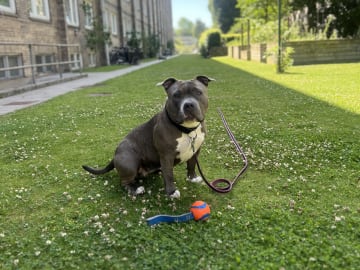 American bully · København · Joan J.