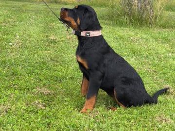 Rottweiler · Lödöse · Kennel Lexander's
