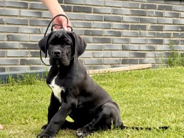 Cane corso · Norra Sorunda · Red Boss