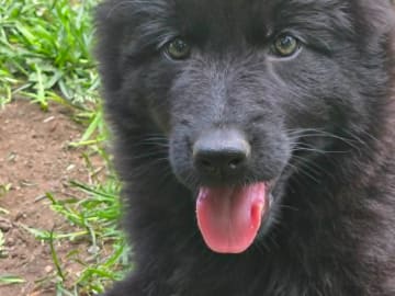 Tysk Schäferhund · Vallåkra · Incidents